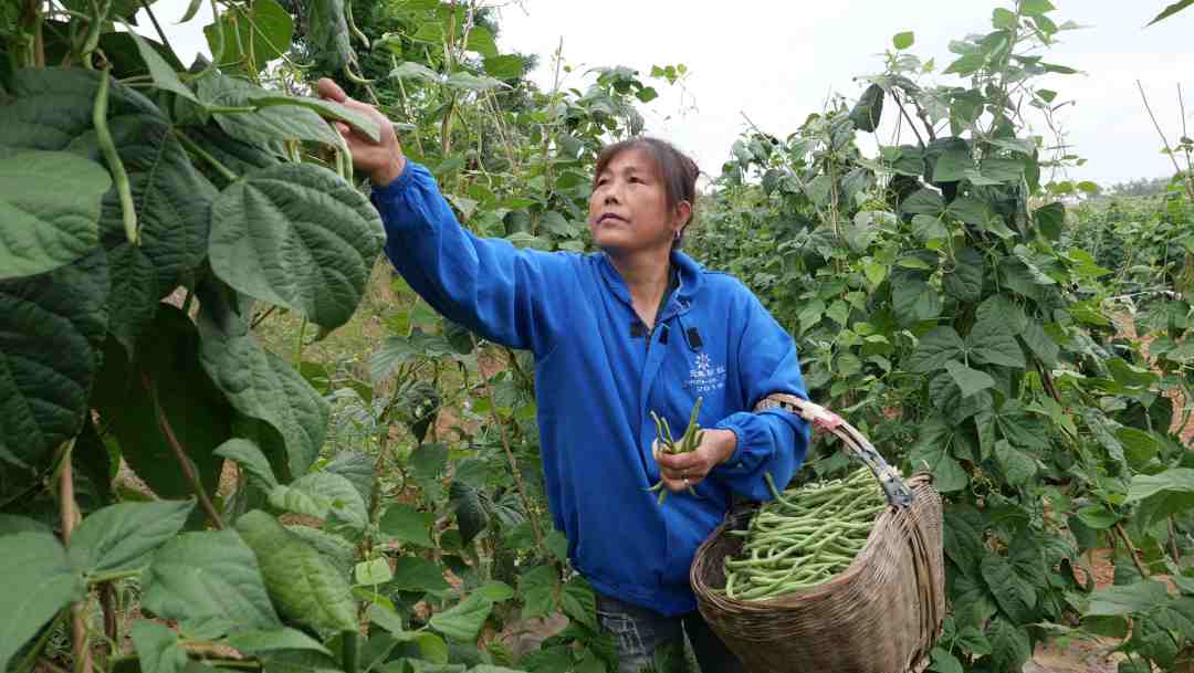 1658720975892561.jpg?x-oss-process=style/w10 四门镇硬湾村村民孙玉莲正在地里采摘豆角.JPG