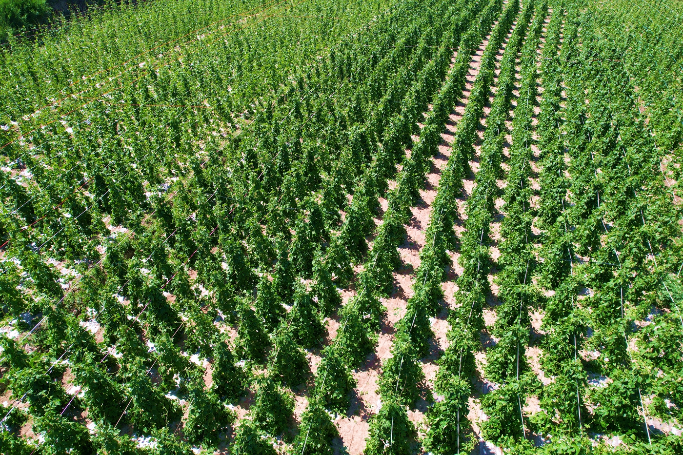 西梁高原夏菜基地_副本
