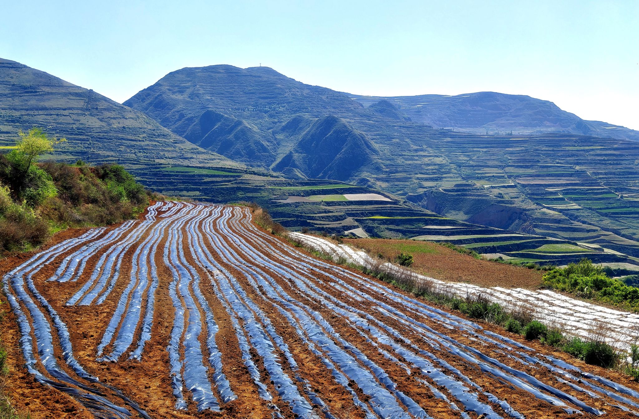 山丹镇:藜麦播种正当时 赋能增收新希望-武山县人民政府