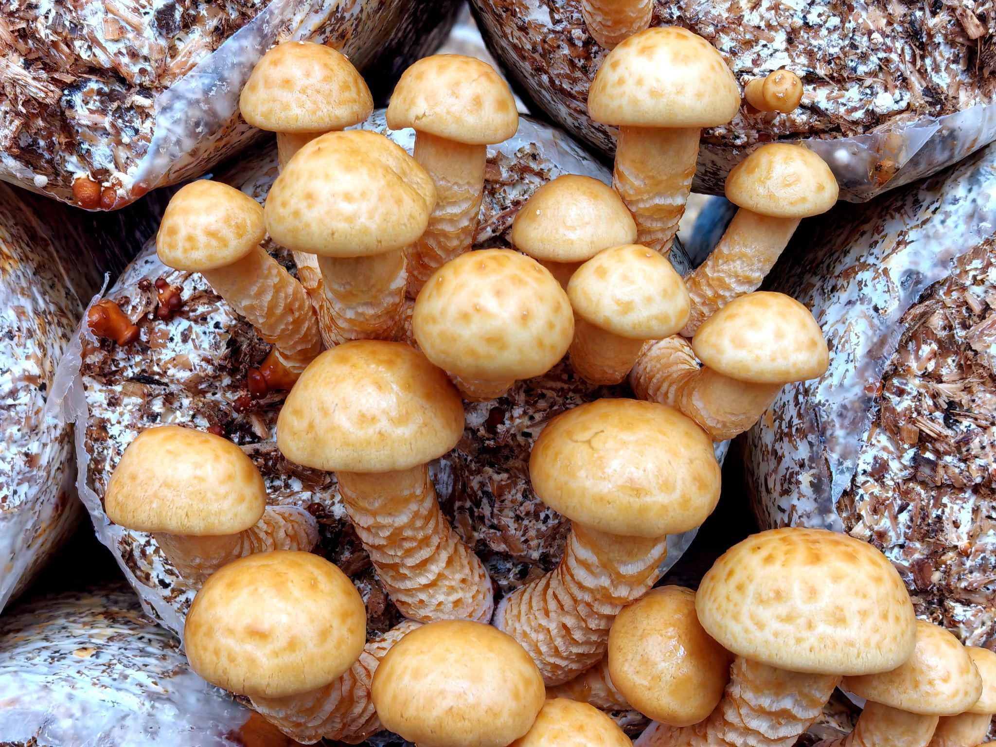 滑子菇又叫珍珠菇,属菌类中的珍稀品种,因表面附有一层特殊黏液而得名