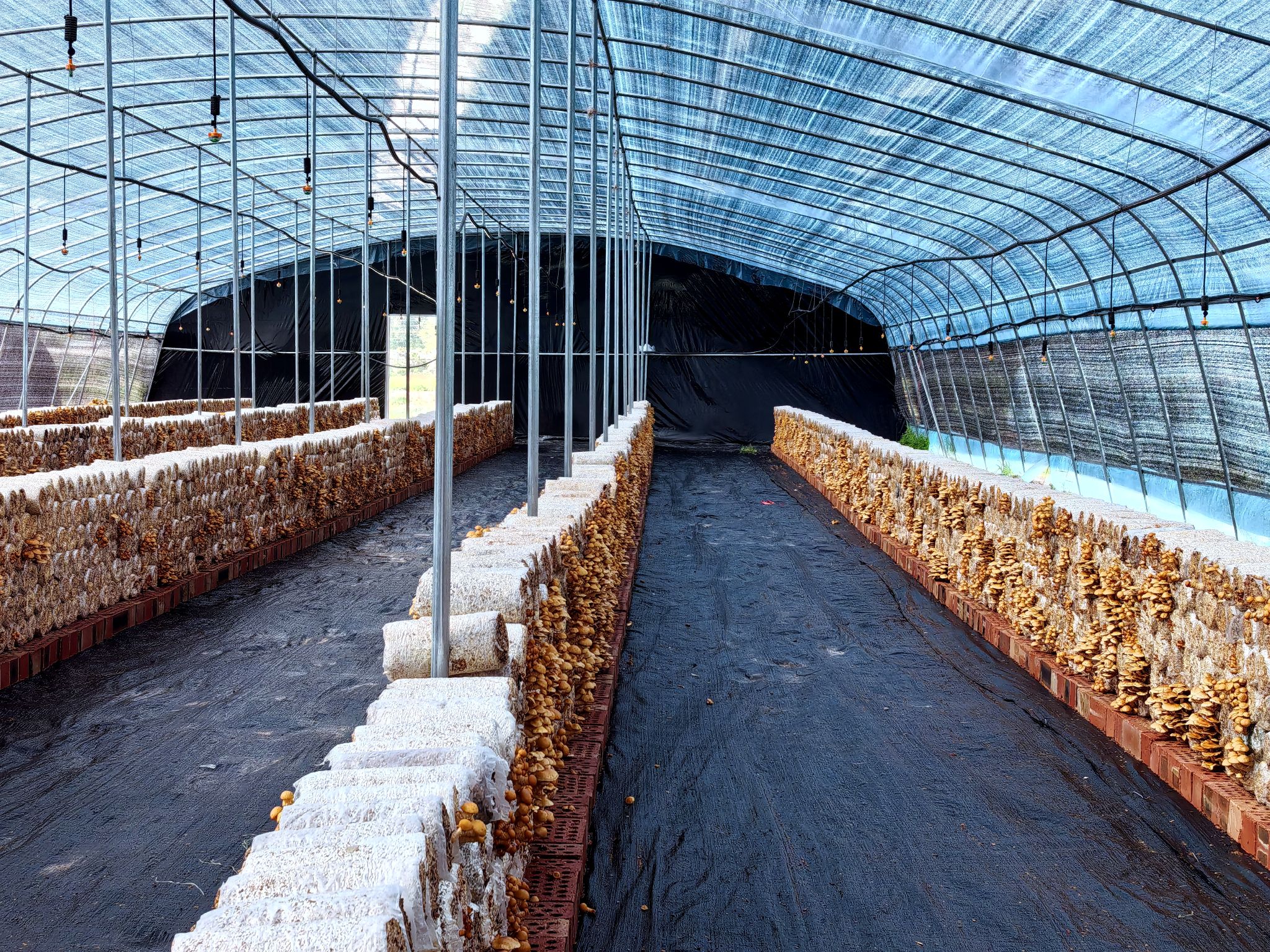 立夏迎丰收:山丹镇头茬滑子菇火热上市