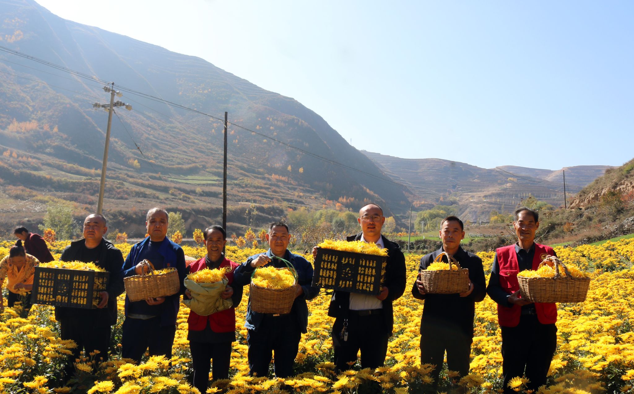 武山县杨河镇金丝皇菊喜获丰收
