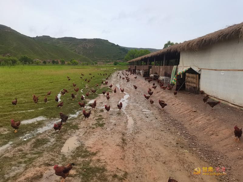 3-2榆盘镇河程村发展集体经济散养鸡项目.jpg